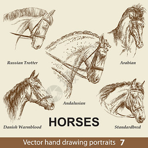 温血的手绘矢量马头肖像图插画