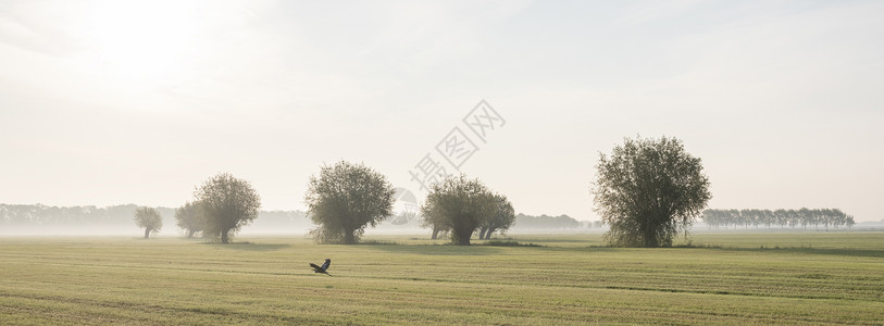 圩区草原和一排柳树草和一排柳木清晨草原上乌德勒支附近的乡村风景背景
