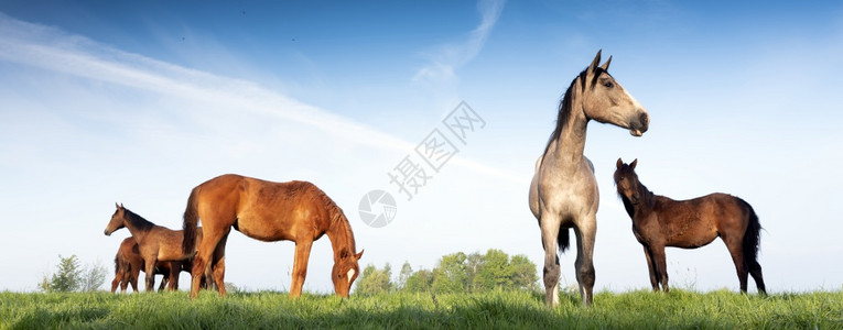 蓝天下青草地的棕色和灰马匹图片