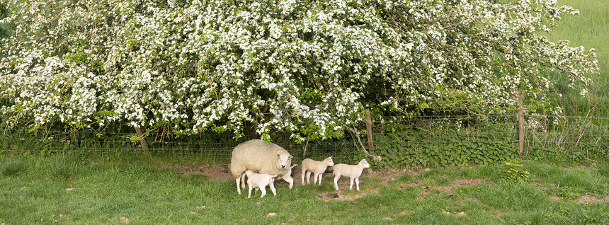 在普勒支省杜查乡下露花树旁的春天绵羊和羔图片