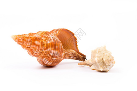 白色背景的孤立贝壳背景图片
