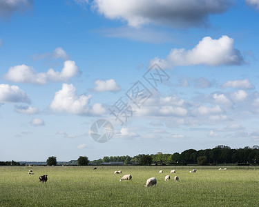 淫羊霍蓝天下草地的绵羊在阿默斯福特附近的霍林中大白云笼罩着背景