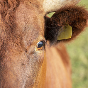棕牛的双眼和耳朵图片