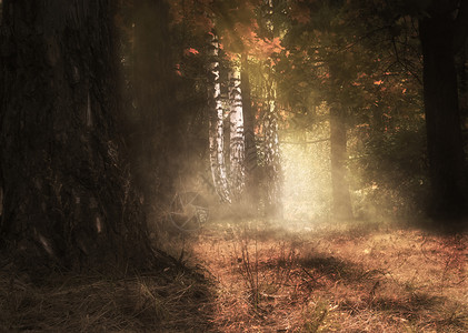 神秘的秋天森林柔软的金色阳光控图片