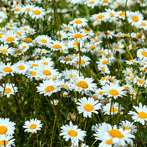 夏季盛开的田地白黄色甘菊花朵背景图片