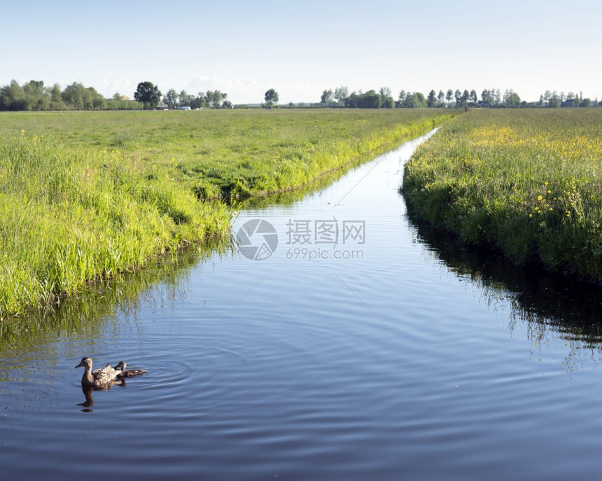 在绿草地之间用椰枣树和花草在河中用鸭和在中图片