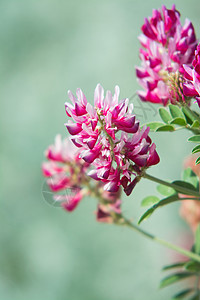 粉红色的花朵用来生产精美的蜂蜜以西里意大利图片