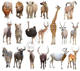 白背景上分离的非洲动物收藏高清图片