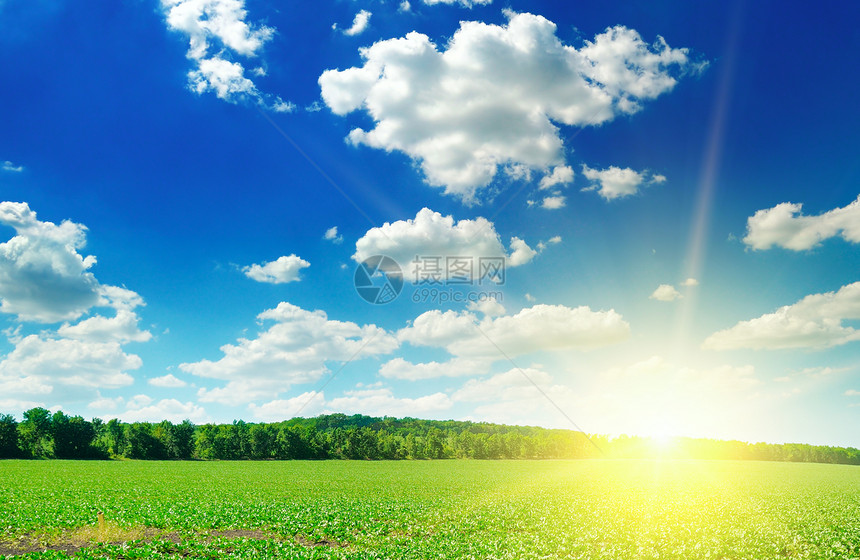 绿地日出和蓝天空农业景观图片