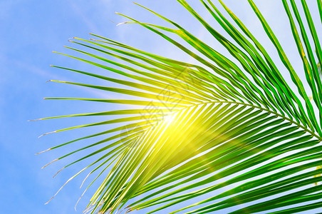 明亮阳光媚的棕榈树枝和太阳耀斑图片