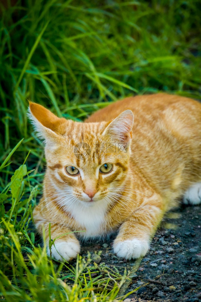 夏令营的可爱姜猫图片