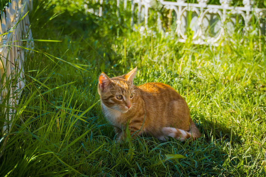 夏令营的可爱姜猫图片