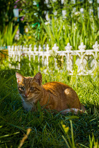 夏令营的可爱姜猫图片