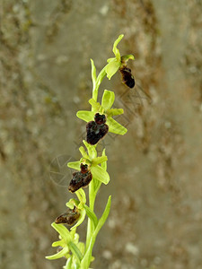 早期蜘蛛兰花春天在德国的花朵图片