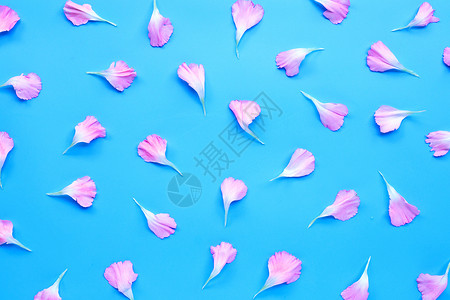蓝色背景的花瓣顶视图图片