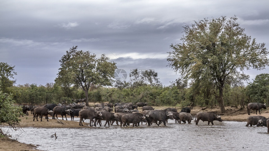 非洲水牛群在湖中饮酒位于非洲南部的Kruge公园位于非洲南部的Bovidae的SpciComptruscafer家庭图片