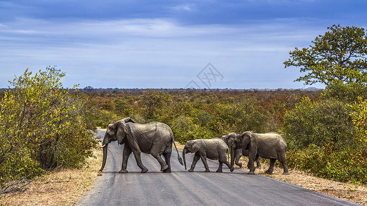 大象群横越马路图片
