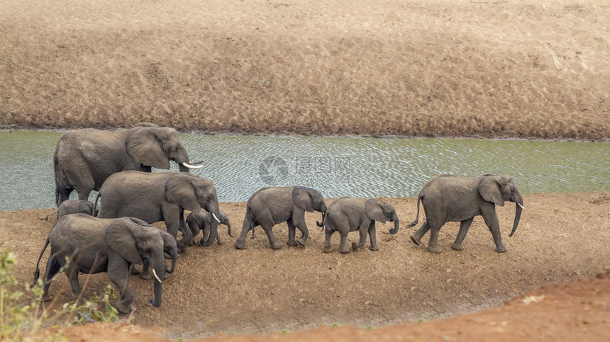 非洲灌木大象的一小群非洲灌木大象在南部Kruge公园的河岸上行走非洲大象的家庭图片