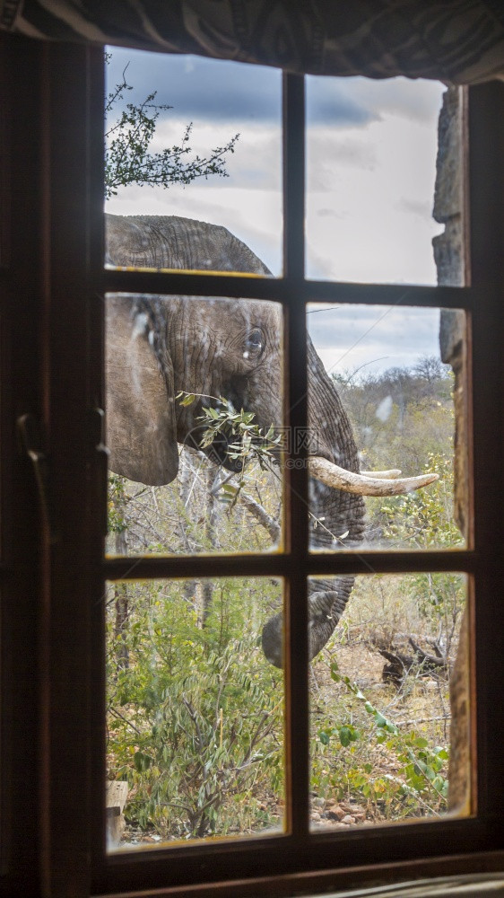 非洲灌木大象通过非洲南部Kruge公园窗口的非洲灌木大象肖像非洲南部Kruge公园的非洲大象家族图片