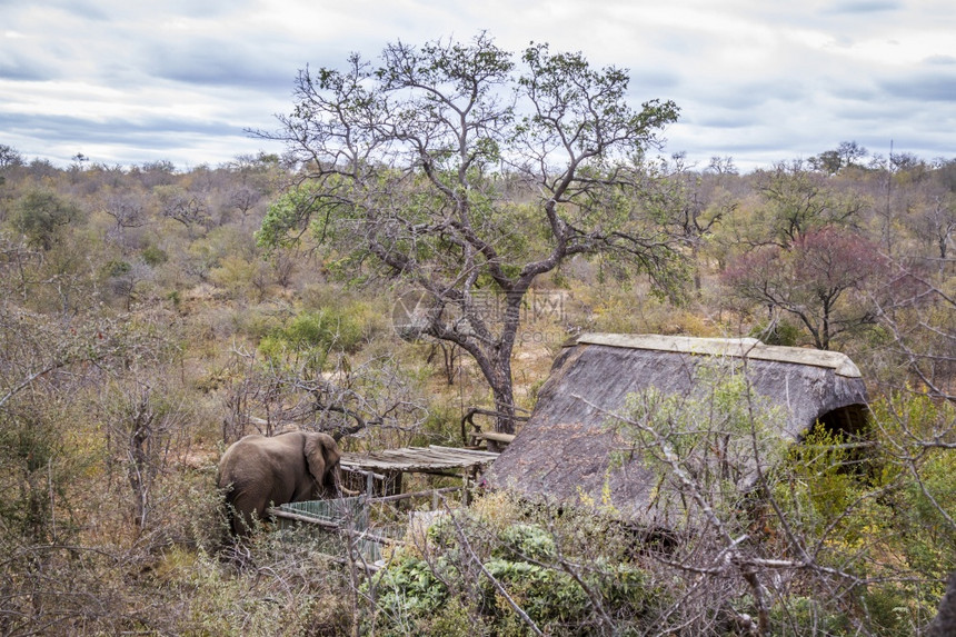 非洲灌木大象靠近非洲南部Kruge公园的草原房屋大象的非洲家庭图片