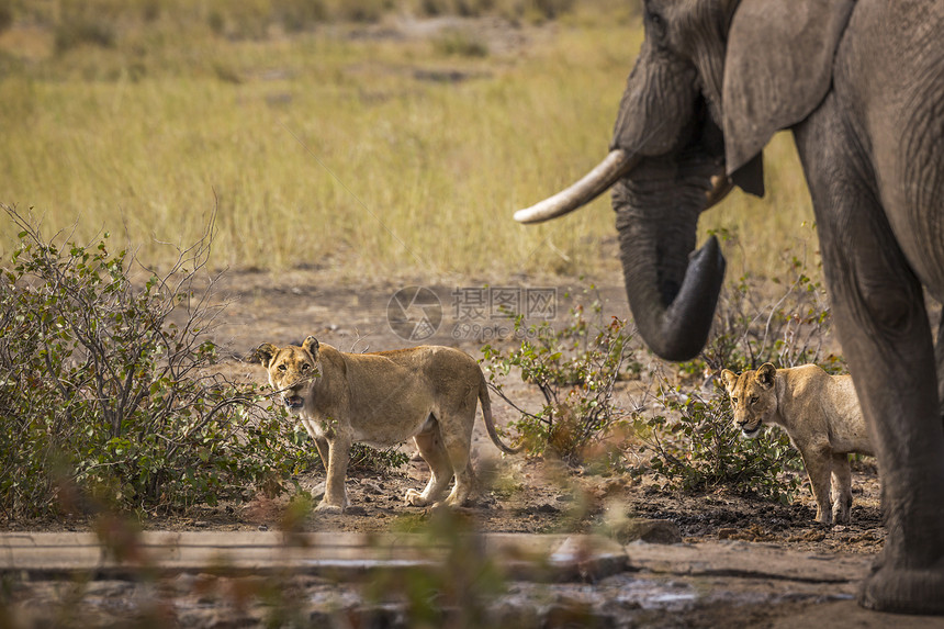 非洲灌木大象和在非洲南部Kruge公园同一水塘的两名狮子大象的非洲家庭图片