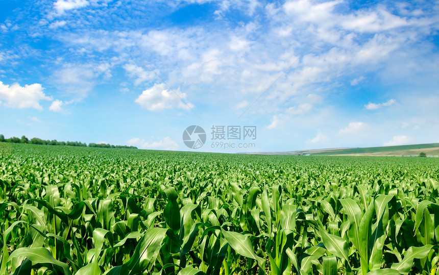 绿玉米田和明蓝的天空图片