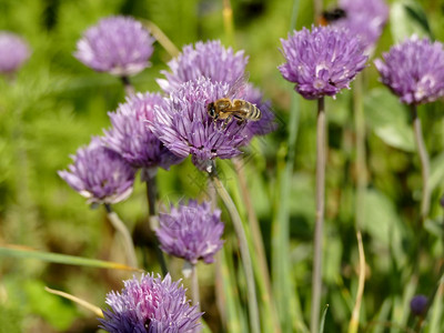 蜜蜂在香的花朵上图片