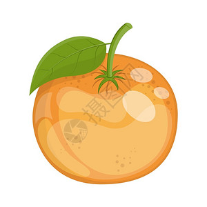 西西里岛成熟的卡通柑橘水果矢量插图插画