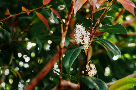 塔伊兰热带森林中含有绿叶的白色花朵图片