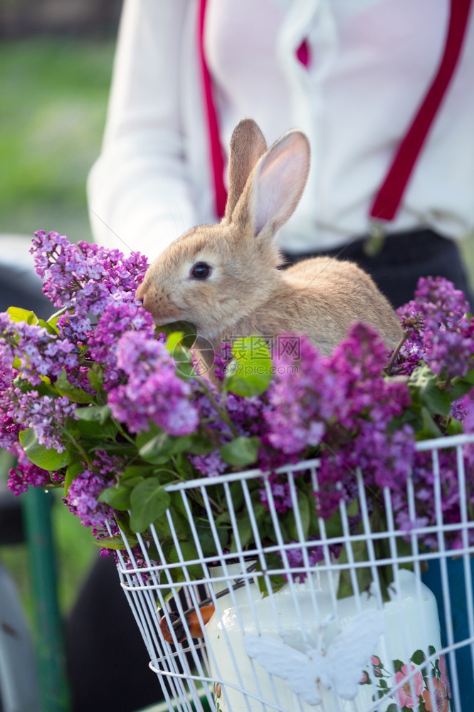 村里的春带着自行车走的女孩和一束长着兔子的花在一个自行车篮子里图片