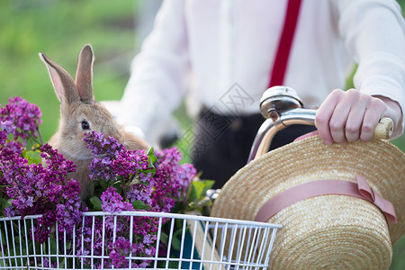 骑着兔子女孩村里的春带着自行车走的女孩和一束长着兔子的花在一个自行车篮子里背景
