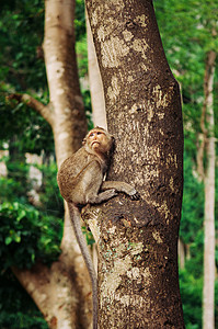 fn华文楷体s16cHE0坐在热带森林的大树上fn华文楷体s16cHE0背景图片