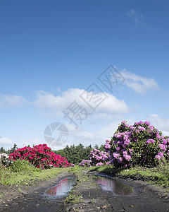 阿佩尔多恩繁荣的花序高清图片