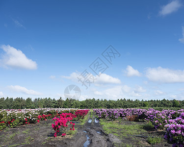 在荷兰阿佩尔多恩附近的森林里阳光明媚的春天里天空蔚蓝苗圃里的一丛灌木图片