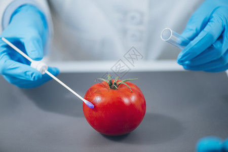 食品安全实验室分析寻找西红柿中农药存在的生物化学家背景图片