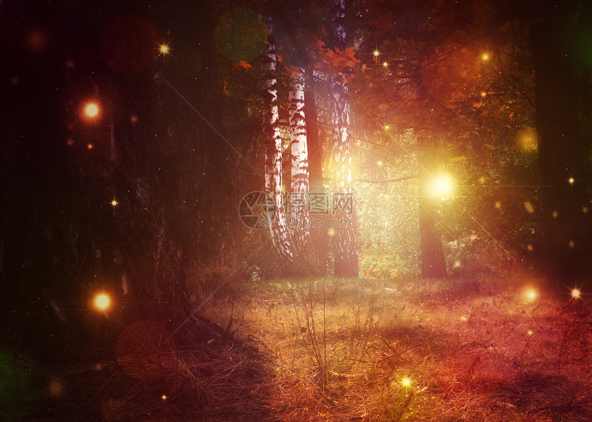 神秘的秋天森林柔软的金色阳光控图片