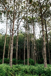 热带森林植物壁纸phuKradeng公园loeithalnd图片