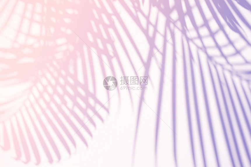 热带棕榈树的叶在糊梯度纹理背景上自然阴影覆盖用于产品展示背景和模型夏季节概念最低趋势风格图片