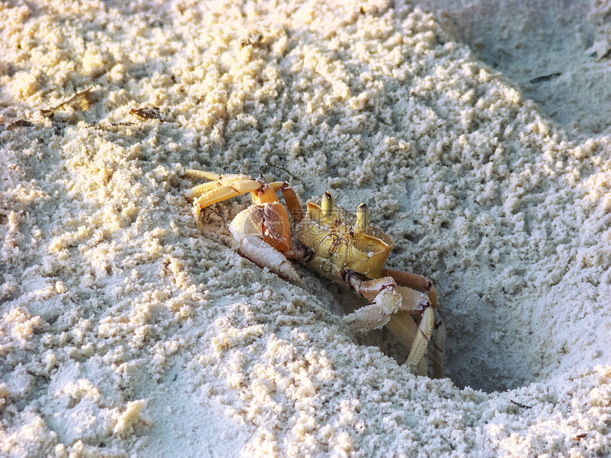 生活在非洲热带海滩东岸的粉红色幽蟹挖湿沙图片