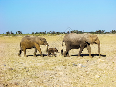 在Masimr保留地Kenya的大象家庭有婴儿图片