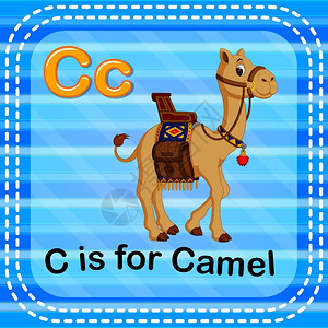 教学用的抽认卡骆驼英文字母开头是C插画