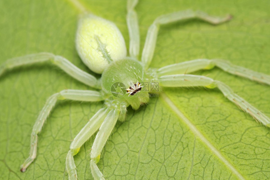 印度马哈拉施特拉邦普纳奥利奥斯米利绿色猎人蜘蛛图片