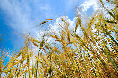 将成熟的小麦耳朵紧地与云的美丽天空相对有选择聚焦点图片