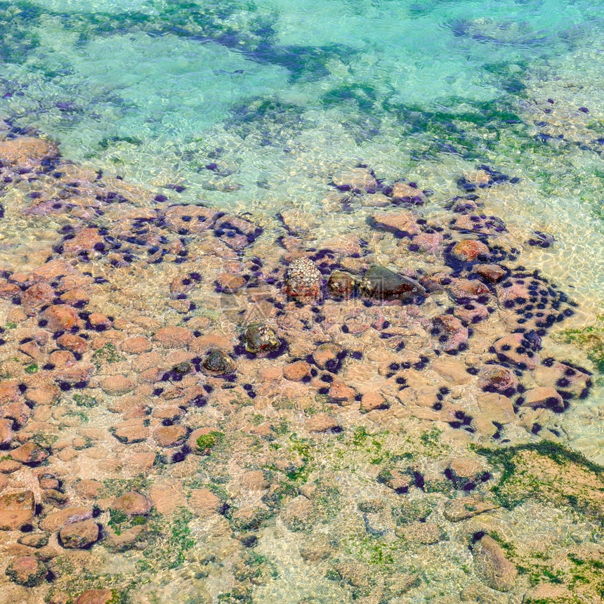 海底的胆珊瑚礁生命热带海洋态系统图片