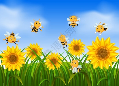在向日葵花园飞行的蜜蜂图片