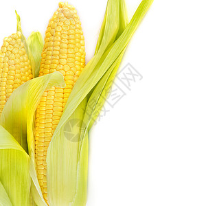 白色背景上隔开的双甜玉米耳朵文本空闲间图片