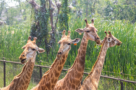 夏天晚上在Bangko的狩猎世界动物园的长颈鹿高清图片