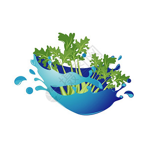 蔬菜在水中在水中的芹菜卡通矢量插图插画