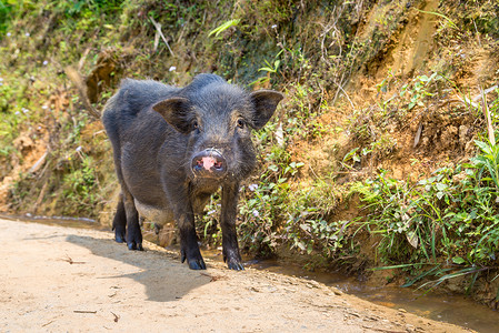 黑猪在夏日的萨巴laocivetnam背景图片
