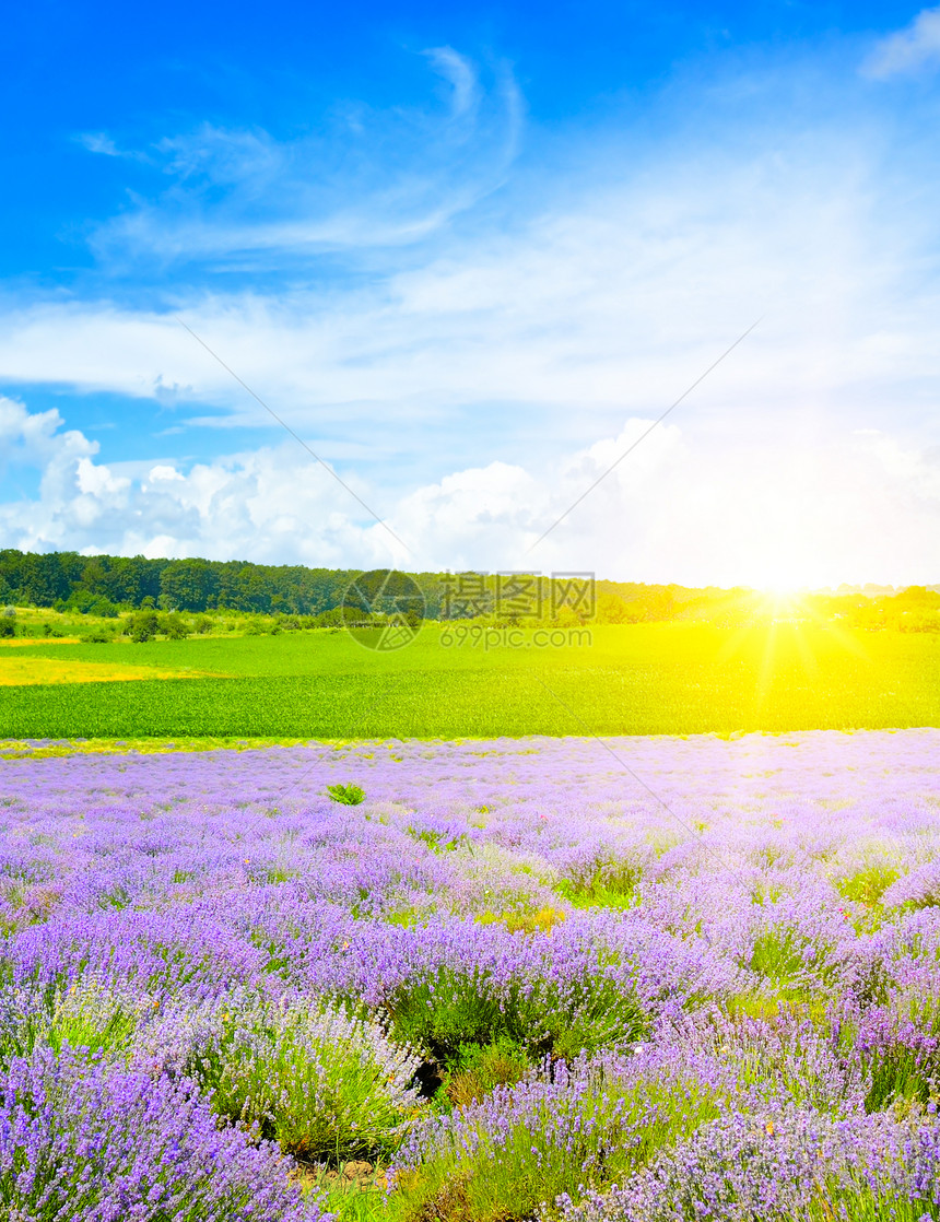 美丽的田地有盛开熏衣草和明亮的日出农业景观图片